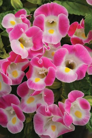 Photo de variété de fleurs à utiliser comme: Pot, Plante à massif, patio Torenia Kauai™ Rose