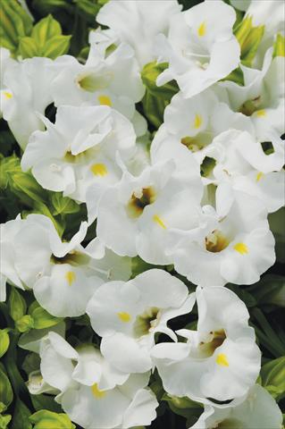 Photo de variété de fleurs à utiliser comme: Pot, Plante à massif, patio Torenia Kauai™ White