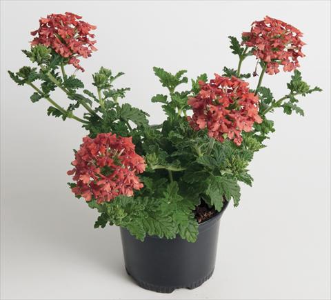 Photo de variété de fleurs à utiliser comme: Pot, patio, Suspension Verbena Chocobena