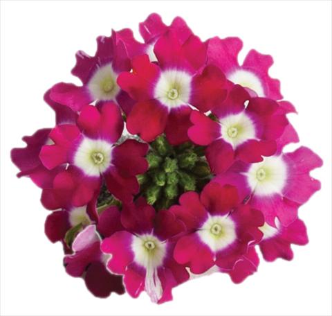Photo de variété de fleurs à utiliser comme: Pot, patio, Suspension Verbena Venturi™ Cherry with Eye