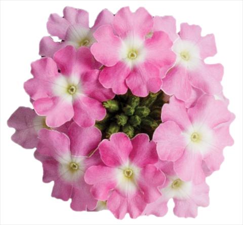 Photo de variété de fleurs à utiliser comme: Pot, patio, Suspension Verbena Venturi™ Pink with Eye