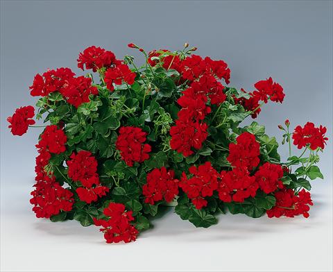 Photo de variété de fleurs à utiliser comme: Pot Pelargonium peltatum Granatit