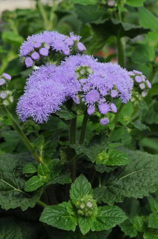 Photo de variété de fleurs à utiliser comme: Pot et Plante à massif Ageratum houstonianum Everest Blue