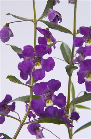 Photo de variété de fleurs à utiliser comme: Pot, Plante à massif, patio, Suspension Angelonia angustifolia Blue