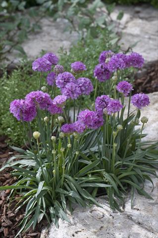 Photo de variété de fleurs à utiliser comme: Plante à massif/ plante de bordure Armeria pseudarmeria Ballerina Lilac