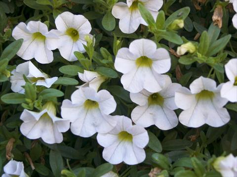 Photo de variété de fleurs à utiliser comme: Pot, Plante à massif, patio, Suspension Calibrachoa Sweet Bells® Snowberry