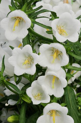 Photo de variété de fleurs à utiliser comme: Pot et Plante à massif Campanula medium Campana F1 White