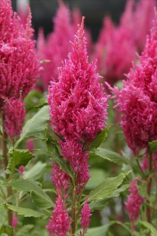 Photo de variété de fleurs à utiliser comme: Pot Celosia plumosa Sunday Dark Pink