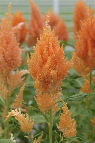 Photo de variété de fleurs à utiliser comme: Pot Celosia plumosa Sunday Orange