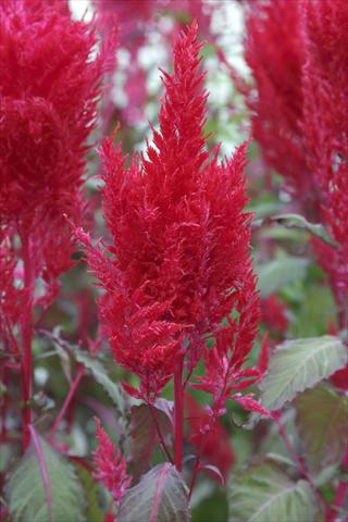 Photo de variété de fleurs à utiliser comme: Pot Celosia plumosa Sunday Red