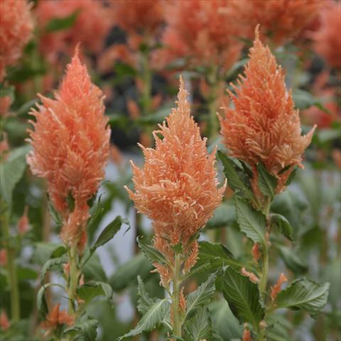 Photo de variété de fleurs à utiliser comme: Pot Celosia plumosa Sunday Salmon