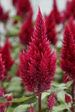 Photo de variété de fleurs à utiliser comme: Pot Celosia plumosa Sunday Wine Red