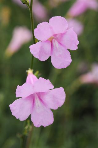 Photo de variété de fleurs à utiliser comme: Plante à massif/ plante de bordure Incarvillea sinensis Cheron Pink