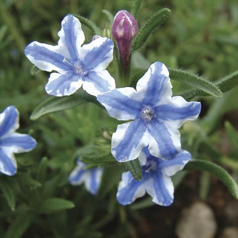 Photo de variété de fleurs à utiliser comme: Pot et Plante à massif Lithodora diffusa Star