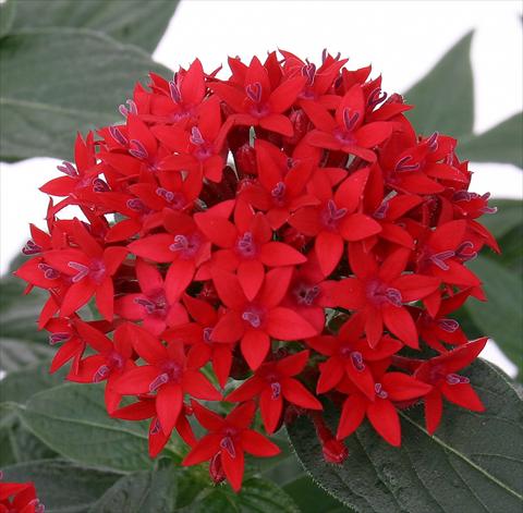 Photo de variété de fleurs à utiliser comme: Pot et Plante à massif Pentas lanceolata Panic Red