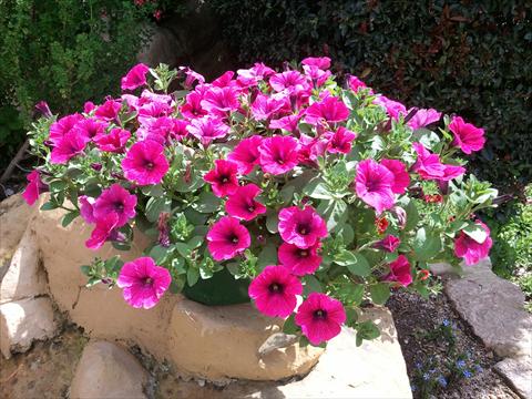 Photo de variété de fleurs à utiliser comme: Pot, Plante à massif, patio, Suspension Petunia Sweet Pleasure® Hot Pink