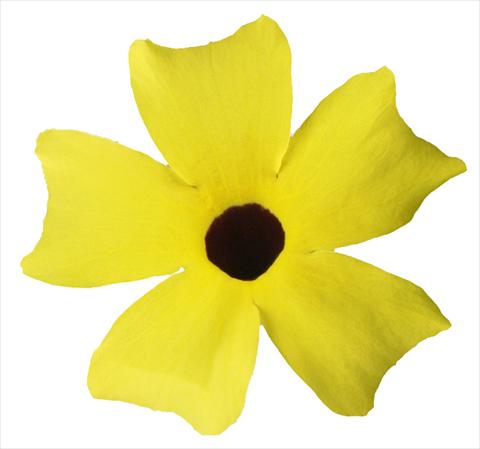 Photo de variété de fleurs à utiliser comme: Suspension / pot Thunbergia alata Lemon