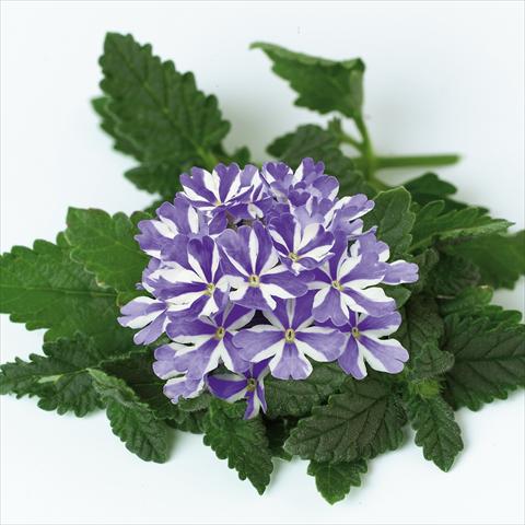 Photo de variété de fleurs à utiliser comme: Pot, patio, Suspension Verbena Star Dreams Blue Star
