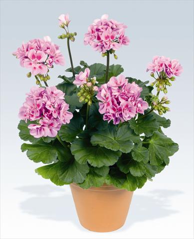 Photo de variété de fleurs à utiliser comme: Pot, Plante à massif, patio Pelargonium zonale pac® Ameta
