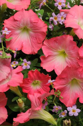 Photo de variété de fleurs à utiliser comme: Pot, Plante à massif, patio 2 Combo Fuseables® Blue Dawn