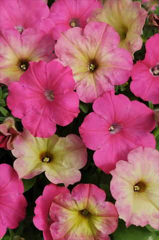 Photo de variété de fleurs à utiliser comme: Pot, Plante à massif, patio 2 Combo Fuseables® Pink Dream