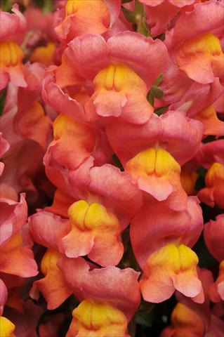 Photo de variété de fleurs à utiliser comme: Pot et Plante à massif Antirrhinum majus Maryland Orange
