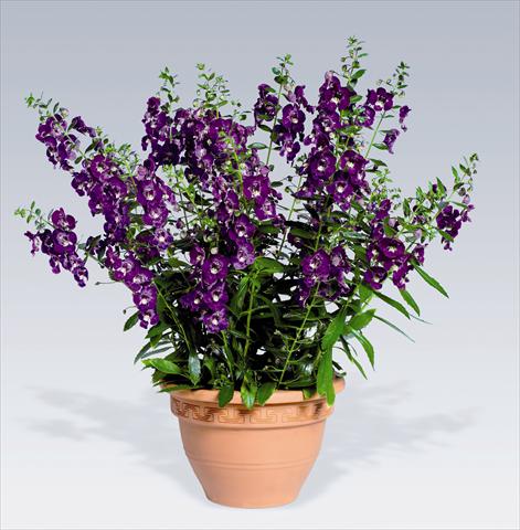 Photo de variété de fleurs à utiliser comme: Pot, Plante à massif, patio Angelonia angustifolia pac® Adessa Deep Blue