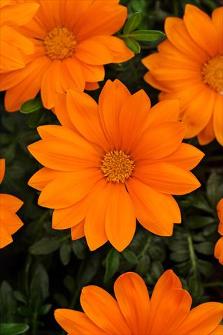 Photo de variété de fleurs à utiliser comme: Plante à massif/ plante de bordure Gazania rigens New Day F1 Clear Orange