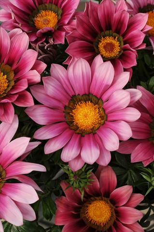 Photo de variété de fleurs à utiliser comme: Plante à massif/ plante de bordure Gazania rigens New Day F1 Pink Shades