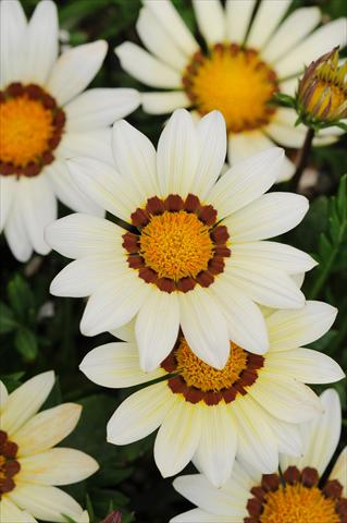 Photo de variété de fleurs à utiliser comme: Plante à massif/ plante de bordure Gazania rigens New Day F1 White