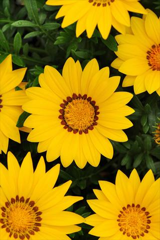 Photo de variété de fleurs à utiliser comme: Plante à massif/ plante de bordure Gazania rigens New Day F1 Yellow