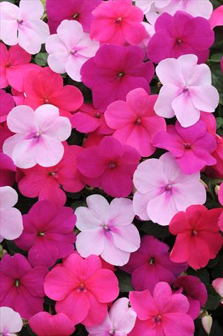 Photo de variété de fleurs à utiliser comme: Pot et Plante à massif Impatiens walleriana Impreza™ Passion Mixture