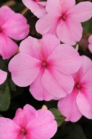 Photo de variété de fleurs à utiliser comme: Pot et Plante à massif Impatiens walleriana Impreza™ Pink