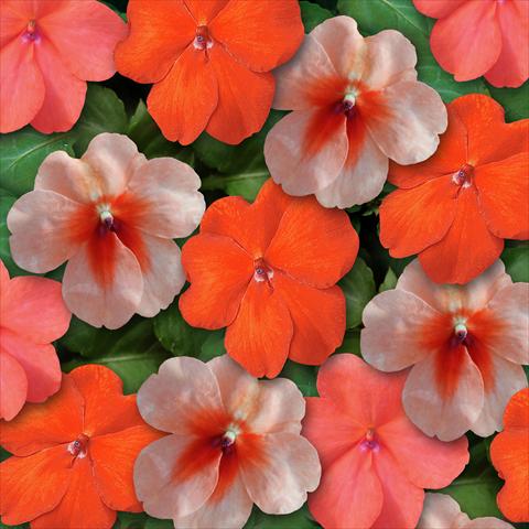 Photo de variété de fleurs à utiliser comme: Pot et Plante à massif Impatiens walleriana Super Elfin™ XP Sedona Mixture