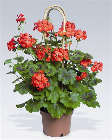 Photo de variété de fleurs à utiliser comme: Pot, Plante à massif, patio Pelargonium zonale pac® Antik Scarlet