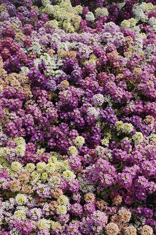 Photo de variété de fleurs à utiliser comme: Pot et Plante à massif Lobularia maritima Easter Bonnet Formula Mixture Improved