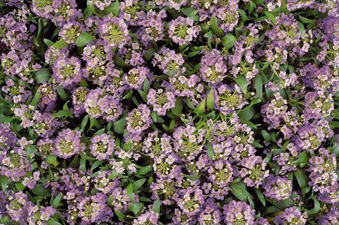 Photo de variété de fleurs à utiliser comme: Pot et Plante à massif Lobularia maritima Easter Bonnet Lavender