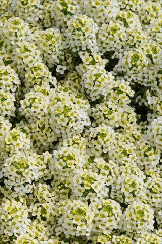 Photo de variété de fleurs à utiliser comme: Pot et Plante à massif Lobularia maritima Easter Bonnet Lemonade
