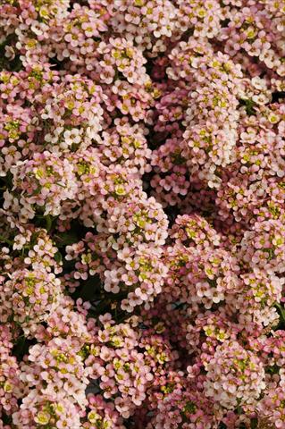Photo de variété de fleurs à utiliser comme: Pot et Plante à massif Lobularia maritima Easter Bonnet Peach
