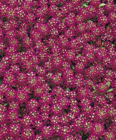 Photo de variété de fleurs à utiliser comme: Pot et Plante à massif Lobularia maritima Easter Bonnet Violet