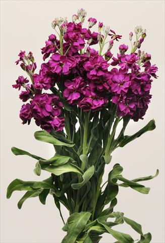 Photo de variété de fleurs à utiliser comme: Plante à massif/ plante de bordure Matthiola incana Katz Purple