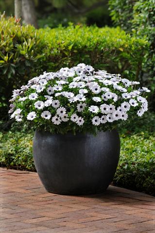 Photo de variété de fleurs à utiliser comme: Pot et Plante à massif Osteospermum ecklonis Akila White