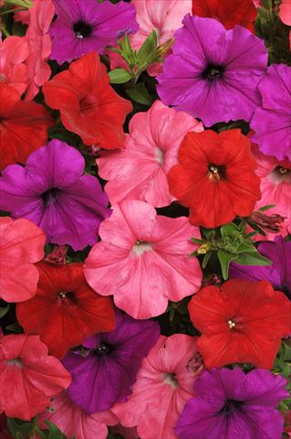 Photo de variété de fleurs à utiliser comme: Pot, Plante à massif, patio, Suspension Petunia x hybrida Easy Wave™ South Beach Mixture