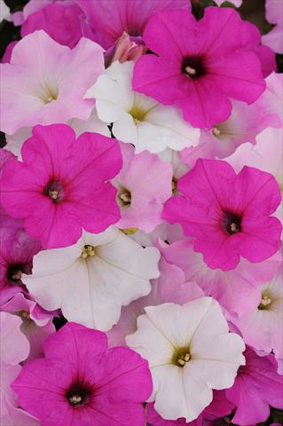 Photo de variété de fleurs à utiliser comme: Pot, Plante à massif, patio, Suspension Petunia x hybrida Easy Wave™ Sweet Tart Mixture
