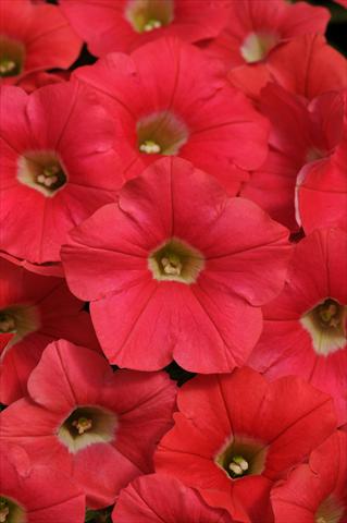 Photo de variété de fleurs à utiliser comme: Pot, Plante à massif, patio, Suspension Petunia x hybrida Shock Wave™ Coral Crush