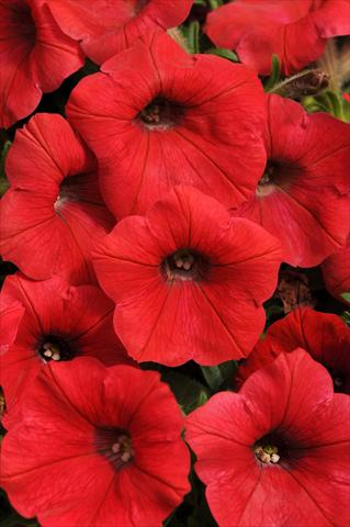 Photo de variété de fleurs à utiliser comme: Pot, Plante à massif, patio, Suspension Petunia x hybrida Shock Wave™ Red