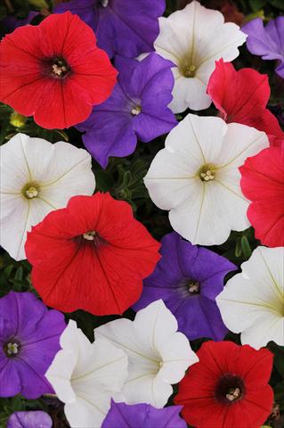 Photo de variété de fleurs à utiliser comme: Pot, Plante à massif, patio, Suspension Petunia x hybrida Shock Wave™ Volt Mixture