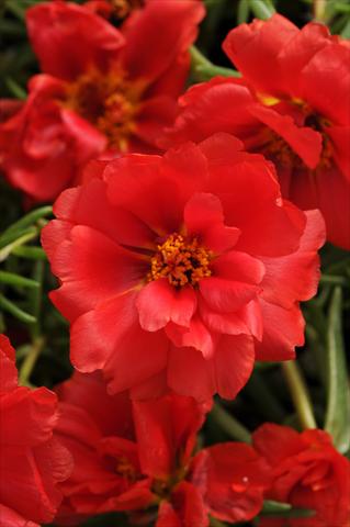 Photo de variété de fleurs à utiliser comme: Plante à massif, patio, Suspension Portulaca Happy Hour Deep Red