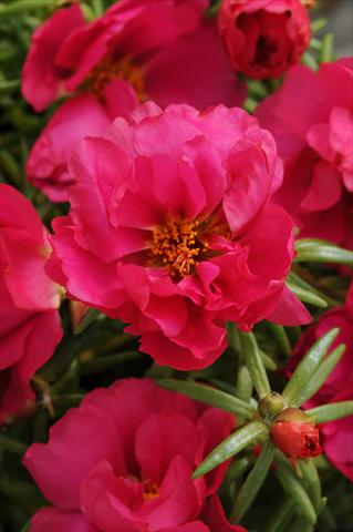 Photo de variété de fleurs à utiliser comme: Plante à massif, patio, Suspension Portulaca Happy Hour Fuchsia