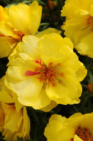 Photo de variété de fleurs à utiliser comme: Plante à massif, patio, Suspension Portulaca Happy Hour Lemon